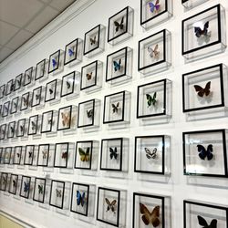 The Key West Butterfly & Nature Conservatory