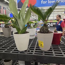 Walmart Supercenter - I love plant... especially when they're on sale.