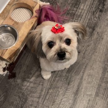 Happy Pup Spa - Pet Groomers Near Me - Chamblee, Georgia