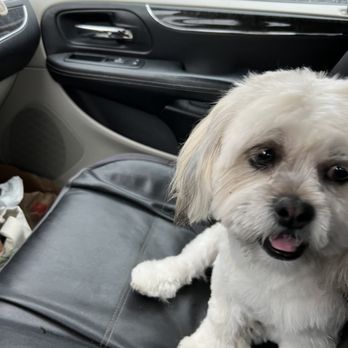 Doggie Dos  - Odie's before and after. Picked him up a clean happy boy!  Thank you Monique for a good experience for our boy! - Pet Groomers Near Me - La Mesa, California