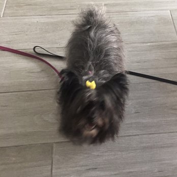 Happy Puppy - Frankie and her floppy hair style. - Pet Groomers Near Me - Lake Forest, California Happy Puppy - Frankie and her floppy hair style. - Pet Groomers Near Me - Lake Forest, California