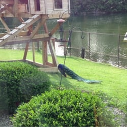 Julie's Cafe and Catering - Peacocks by the pond at Julie's Cafe