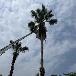 Arbortex Tree Service - Tommy Watson is the best.
