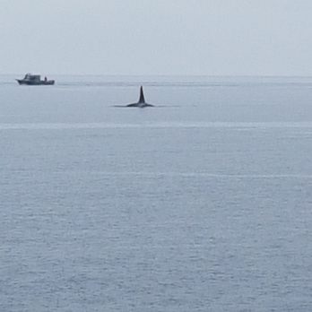 SpringTide Whale Watching & Eco Tours - Whale Watching Tours Near Me - Victoria, British Columbia SpringTide Whale Watching & Eco Tours - Whale Watching Tours Near Me - Victoria, British Columbia