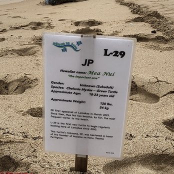 Laniakea Beach - They know all the turtles that come to the beach by their markings. JP was snoozing when we got there! - Beaches Near Me - Haleiwa, Hawaii Laniakea Beach - They know all the turtles that come to the beach by their markings. JP was snoozing when we got there! - Beaches Near Me - Haleiwa, Hawaii