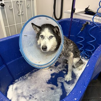 Kinder 4 Rescue - Finally getting a bath - Veterinarians Near Me - North Hollywood, California Kinder 4 Rescue - Finally getting a bath - Veterinarians Near Me - North Hollywood, California