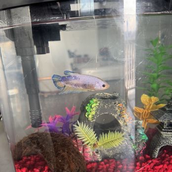 Petco - Pet Stores Near Me - Houston, Texas