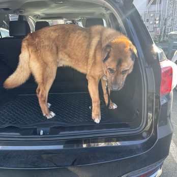 Napa Natural Dog Co. - Happy doggo - Pet Groomers Near Me - Vallejo, California Napa Natural Dog Co. - Happy doggo - Pet Groomers Near Me - Vallejo, California