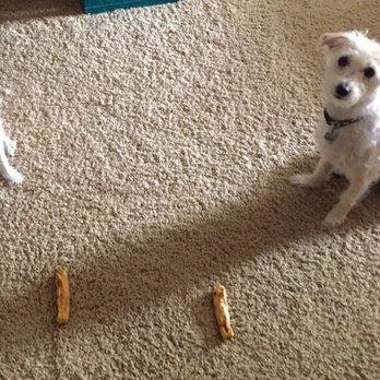 Traveling Dog Trainer - Leave it! - Pet Training Near Me Traveling Dog Trainer - Leave it! - Pet Training Near Me