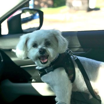 Dog Grooming by Michael  - Right after picking him up! Guys, look at that big smile! He loves SPP! - Pet Groomers Near Me - Carrollton , Texas