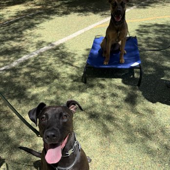 Real Deal Dog Training - My Dog Hannah at Real Deal Dog Training. - Pet Training Near Me - Perris , California Real Deal Dog Training - My Dog Hannah at Real Deal Dog Training. - Pet Training Near Me - Perris , California