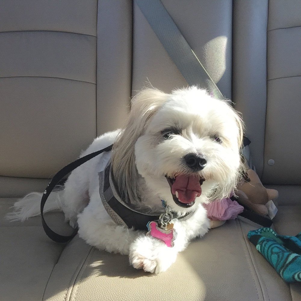 Walmart Supercenter - Ok Bentley am I boarding () you? I guess I am cause he's yawning - Grocery Near Me - Naples, Florida Walmart Supercenter - Ok Bentley am I boarding () you? I guess I am cause he's yawning - Grocery Near Me - Naples, Florida