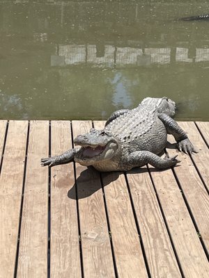 ●ALLIGATOR CITY Natchitoches Alligator Park, 380 Old Bayou Pierre Rd