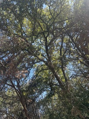 Earth Roots Tree Services & Construction