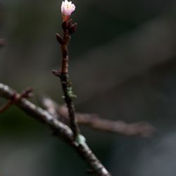 Wahiawa Botanical Garden - 01.09.2025 - First of season cherry blossoms. Mid elevation. Bloom just started.
