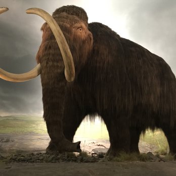 Royal British Columbia Museum - Stunning Woolly Mammoth - Museums Near Me - Victoria, British Columbia Royal British Columbia Museum - Stunning Woolly Mammoth - Museums Near Me - Victoria, British Columbia