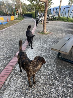 Sun Moon Lake by null