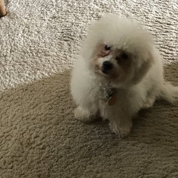 Paw Spa - Pet Groomers Near Me - Grass Valley, California