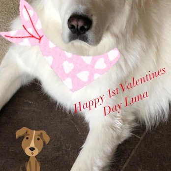 Bark Busters - Her first Valentine's Day with us! - Pet Training Near Me Bark Busters - Her first Valentine's Day with us! - Pet Training Near Me
