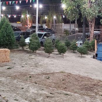 Todd's Christmas Trees - Charlie Brown trees - Christmas Trees Near Me - Long Beach, California