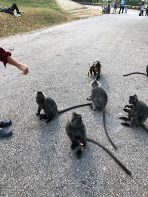 Malawati Hill بوكيت ملاوتي by null