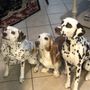 Photo of Allegheny South Veterinary Services