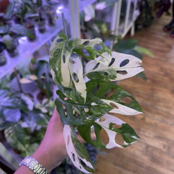 The Plant Sitter - Nurseries & Gardening Near Me - San Jose, California The Plant Sitter - Nurseries & Gardening Near Me - San Jose, California