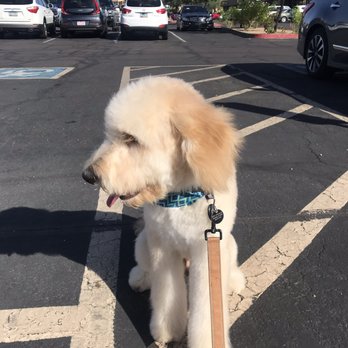 Lugari Pet Salon - Mango digging his new look! - Pet Groomers Near Me - Scottsdale, Arizona Lugari Pet Salon - Mango digging his new look! - Pet Groomers Near Me - Scottsdale, Arizona