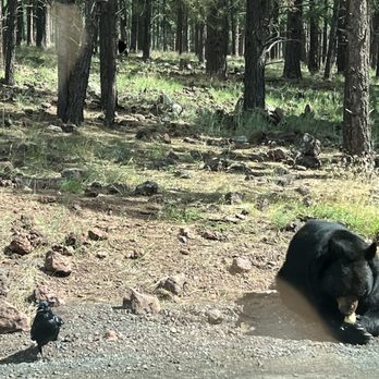 Bearizona - Zoos Near Me - Williams, Arizona Bearizona - Zoos Near Me - Williams, Arizona