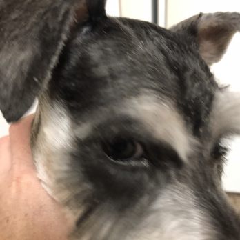 Go Pet Go - Pet Groomers Near Me - Mission, Kansas Go Pet Go - Pet Groomers Near Me - Mission, Kansas