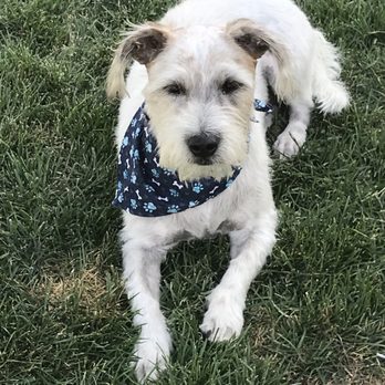 Red Carpet Grooming - Pet Services Near Me - Tehachapi, California Red Carpet Grooming - Pet Services Near Me - Tehachapi, California