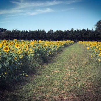 Sneads Farm - Sunflower field - Fruits & Veggies Near Me - Fredericksburg, Virginia
