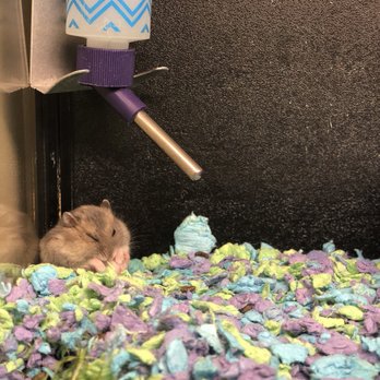 PetSmart - Hummm - Pet Stores Near Me - Greenville, North Carolina PetSmart - Hummm - Pet Stores Near Me - Greenville, North Carolina