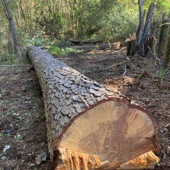 Ford’s Tree Work - Tree we felled - Tree Services Near Me