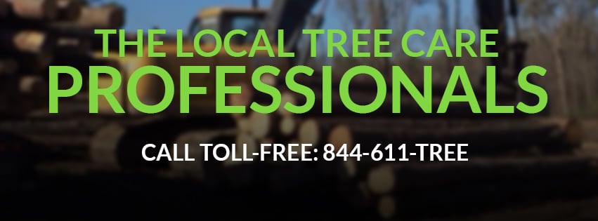 Baxley - tree service in Raleigh, NC