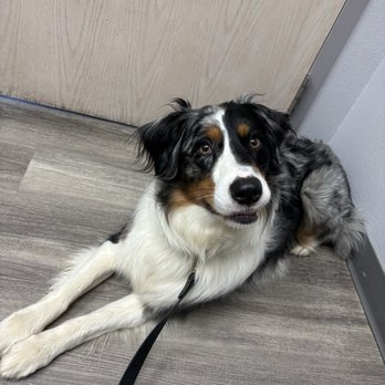 Cherry Creek Veterinary Hospital - Veterinarians Near Me - Antelope, California Cherry Creek Veterinary Hospital - Veterinarians Near Me - Antelope, California
