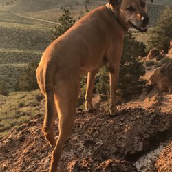 Bowser's Buddy Pet Care