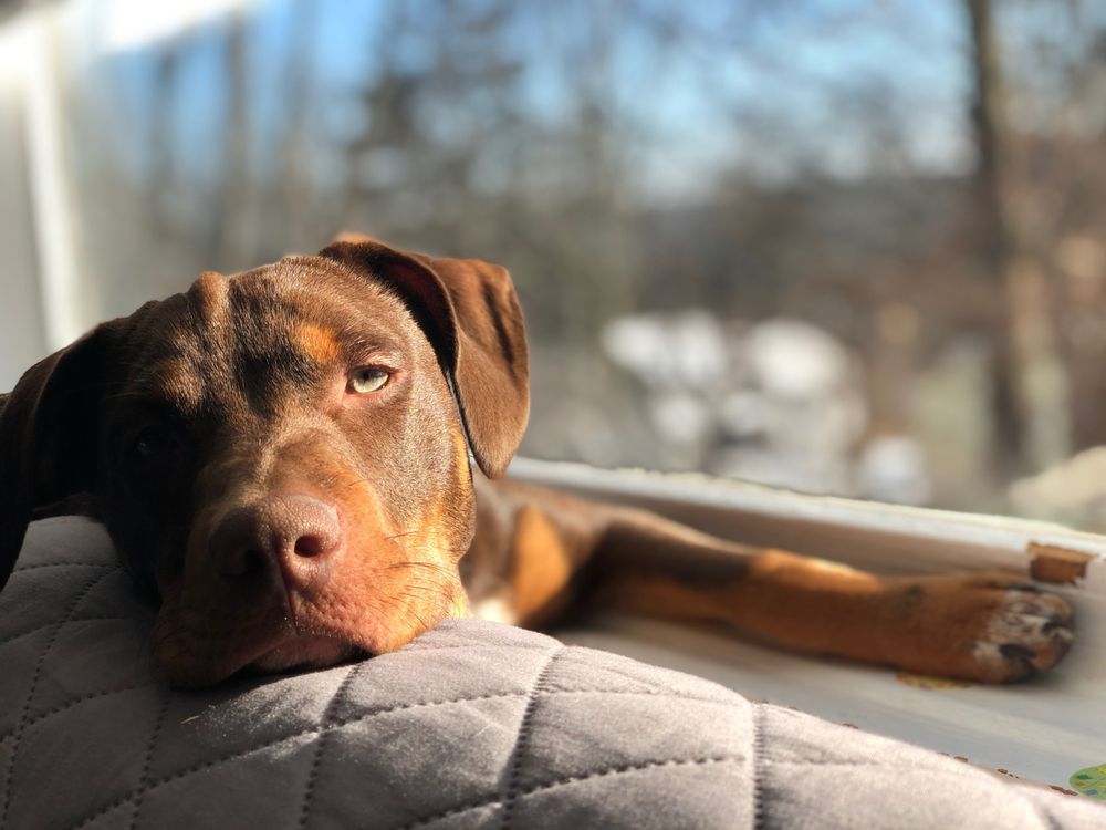 We love your dog - pet boarding facility in West Orange, NJ