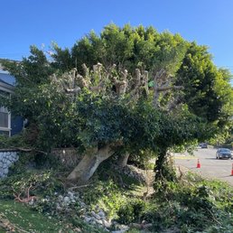 Twin Ficus -before Twin Ficus -before