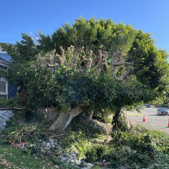 Camarillos Tree Service - Twin Ficus -before - Landscaping Near Me