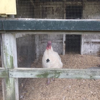 National Colonial Farm - Big turkey!! - Museums Near Me - Accokeek, Maryland National Colonial Farm - Big turkey!! - Museums Near Me - Accokeek, Maryland