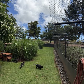 Lanai Cat Sanctuary - Animal Shelters Near Me - Lanai City, Hawaii Lanai Cat Sanctuary - Animal Shelters Near Me - Lanai City, Hawaii
