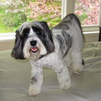 The Pampered Pooch - Riley Bushell - Pet Groomers Near Me - Cos Cob, Connecticut