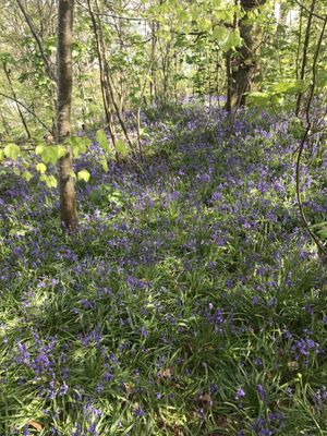 Fodder in the Woods by null