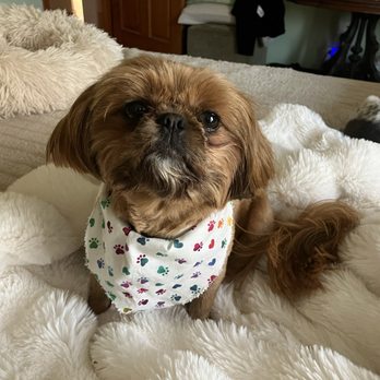 Happy Dog Grooming Spa - After - Pet Groomers Near Me - Des Plaines, Illinois