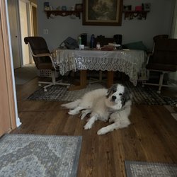Bennington Hills Kennels - I've taken my Great Pyrenees, boarder collie and Lab to Bennington Kennels for a few years now. They always look great and they like going.