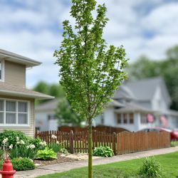 iTrees - State Street™ Maple