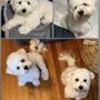 Photo of One Dog At Time