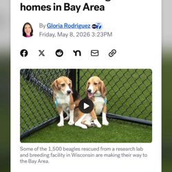 Northern California Beagle Rescue