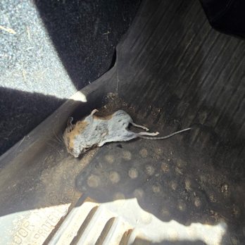 Paul's Mobile Detailing - before (stinky dead mouse) - Auto Detailing Near Me - San Francisco, California